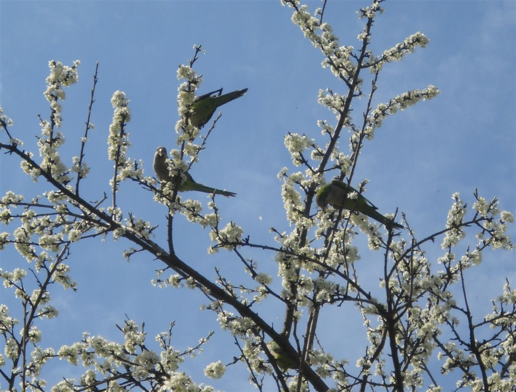 I parrocchetti di Castelfusano (Roma)